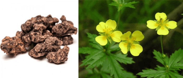 Корінь калгану Potentilla erecta