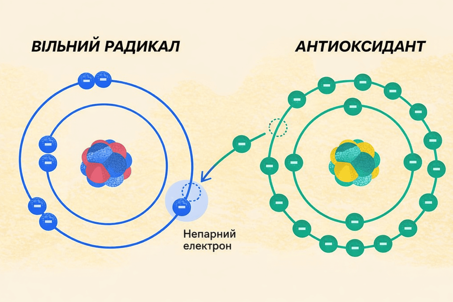 вільні радикали в організмі
